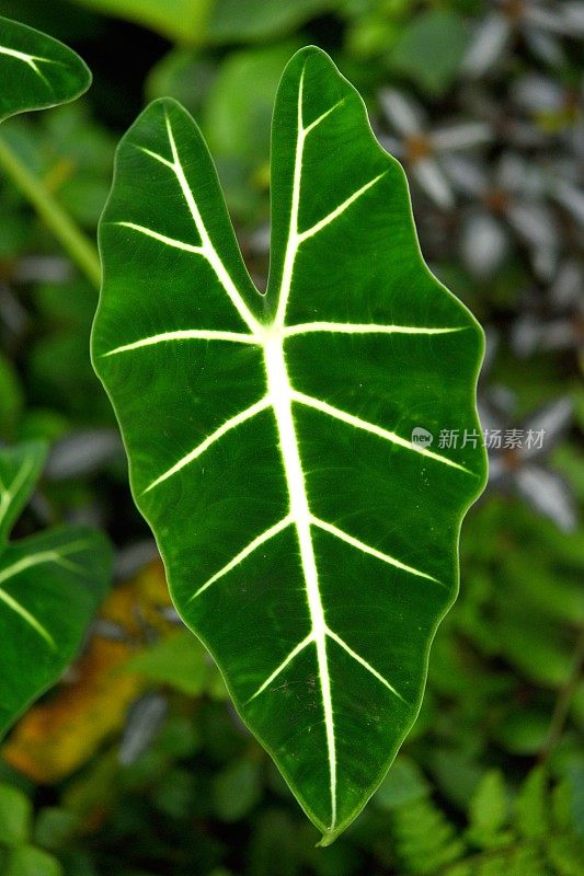 罕见plants-Zantedeschia aethiopica